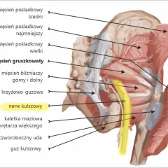 Anatomia miednicy i uda: mięsień gruszkowaty, więzadło krzyżowo-guzowe i nerw kulszowy. Widoczny też mięsień czworoboczny uda.