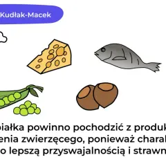 Dieta białkowa co jeść? Na ilustracji: kurczak, ser, ryba, fasolka, orzechy, mleko. Białko zwierzęce jest lepiej przyswajalne.