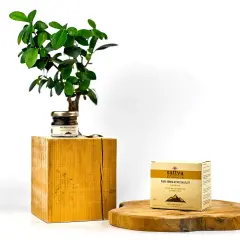 Sattva Ayurveda prezentuje czysty himalajski shilajit. Dowiedz się, shilajit co to jest i jakie ma właściwości.