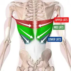 Anatomia pleców z zaznaczonymi mięśniami najszerszymi grzbietu (górne, środkowe, dolne).