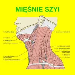 Anatomia szyi: szczegółowy rysunek mięśni karku, z zaznaczonymi m. mylohyoideus, m. digastricus, m. scalenus i m. trapezius.