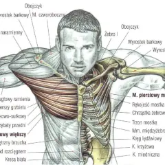 Anatomia mięśni klatki piersiowej i ramion. Widoczny mięsień piersiowy większy, mniejszy, obojczyk, żebra i kości ramienia.