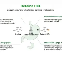 Betaina HCL, suplement wspierający trawienie. Schemat przedstawia betainę, kwas chlorowodorowy i ich połączenie.