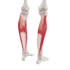Anatomical illustration showing the mięsień trójgłowy łydki, highlighted in red, attached to the bones of the lower leg and foot.