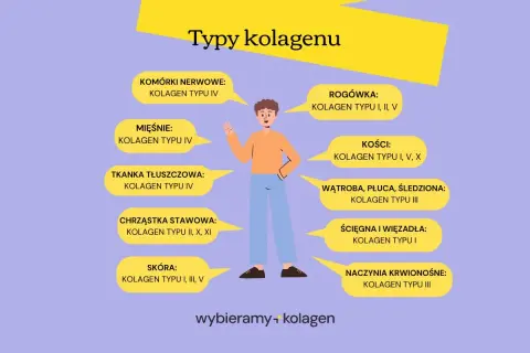 Ilustracja pokazuje, że kolagen typu 1 i 3 jest kluczowy dla skóry, ścięgien i naczyń krwionośnych.