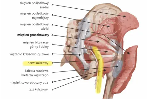 Anatomia miednicy i uda: mięsień gruszkowaty, więzadło krzyżowo-guzowe i nerw kulszowy. Widoczny też mięsień czworoboczny uda.