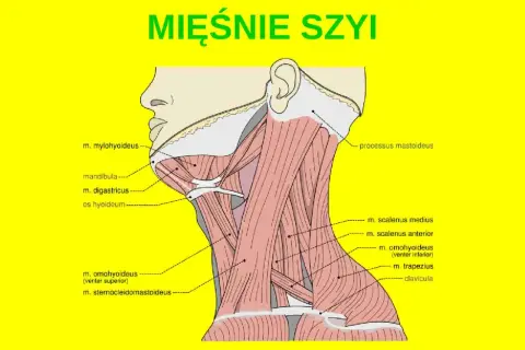 Anatomia szyi: szczegółowy rysunek mięśni karku, z zaznaczonymi m. mylohyoideus, m. digastricus, m. scalenus i m. trapezius.