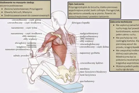 Anatomia mięśnia obłego większego podczas wiosłowania na maszynie siedząc. Mięsień obły większy jest widoczny na ramieniu.