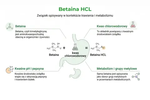 Betaina HCL, suplement wspierający trawienie. Schemat przedstawia betainę, kwas chlorowodorowy i ich połączenie.
