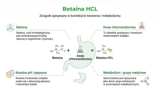 Betaina HCL, suplement wspierający trawienie. Schemat przedstawia betainę, kwas chlorowodorowy i ich połączenie.