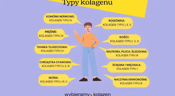Ilustracja pokazuje, że kolagen typu 1 i 3 jest kluczowy dla skóry, ścięgien i naczyń krwionośnych.