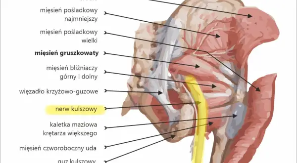 Anatomia miednicy i uda: mięsień gruszkowaty, więzadło krzyżowo-guzowe i nerw kulszowy. Widoczny też mięsień czworoboczny uda.