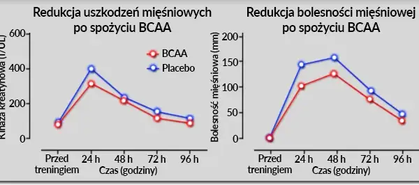 BCAA przed czy po treningu? Dopasuj do celu i zyskaj więcej!
