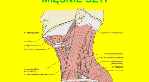 Anatomia szyi: szczegółowy rysunek mięśni karku, z zaznaczonymi m. mylohyoideus, m. digastricus, m. scalenus i m. trapezius.