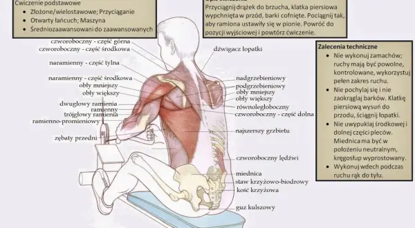 Anatomia mięśnia obłego większego podczas wiosłowania na maszynie siedząc. Mięsień obły większy jest widoczny na ramieniu.