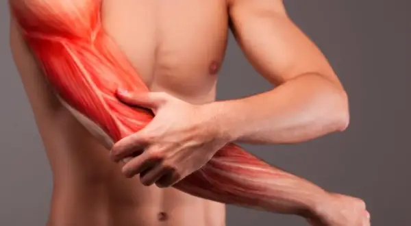 Widok mięśni ramienia, w tym bicepsu, z zaznaczonymi włóknami mięśniowymi.