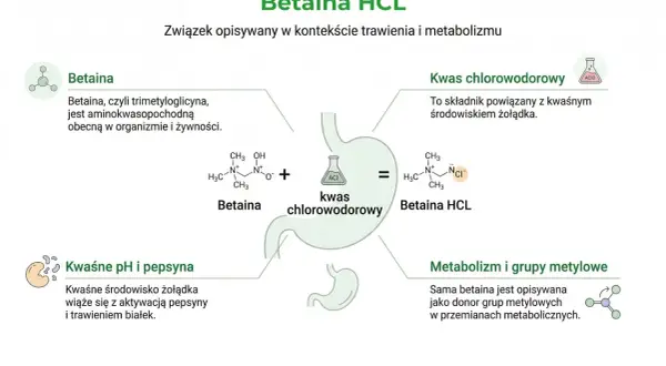 Betaina HCL, suplement wspierający trawienie. Schemat przedstawia betainę, kwas chlorowodorowy i ich połączenie.