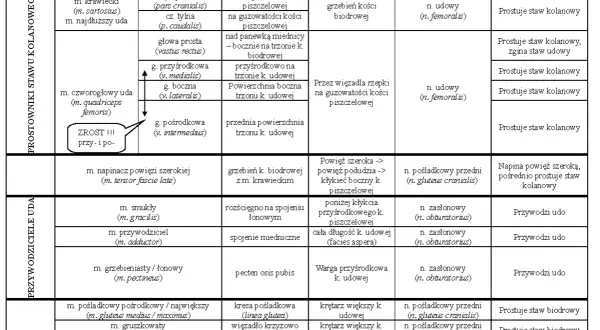 Tabela przedstawia mięśnie uda, ich przyczepy, unerwienie i funkcje. Mięśnie uda to m.in. prostowniki i przywodziciele.