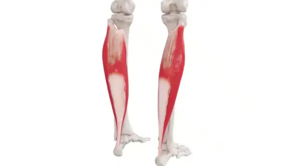 Anatomical illustration showing the mięsień trójgłowy łydki, highlighted in red, attached to the bones of the lower leg and foot.