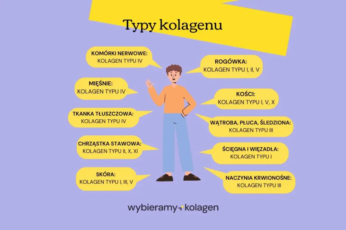 Ilustracja pokazuje, że kolagen typu 1 i 3 jest kluczowy dla skóry, ścięgien i naczyń krwionośnych.
