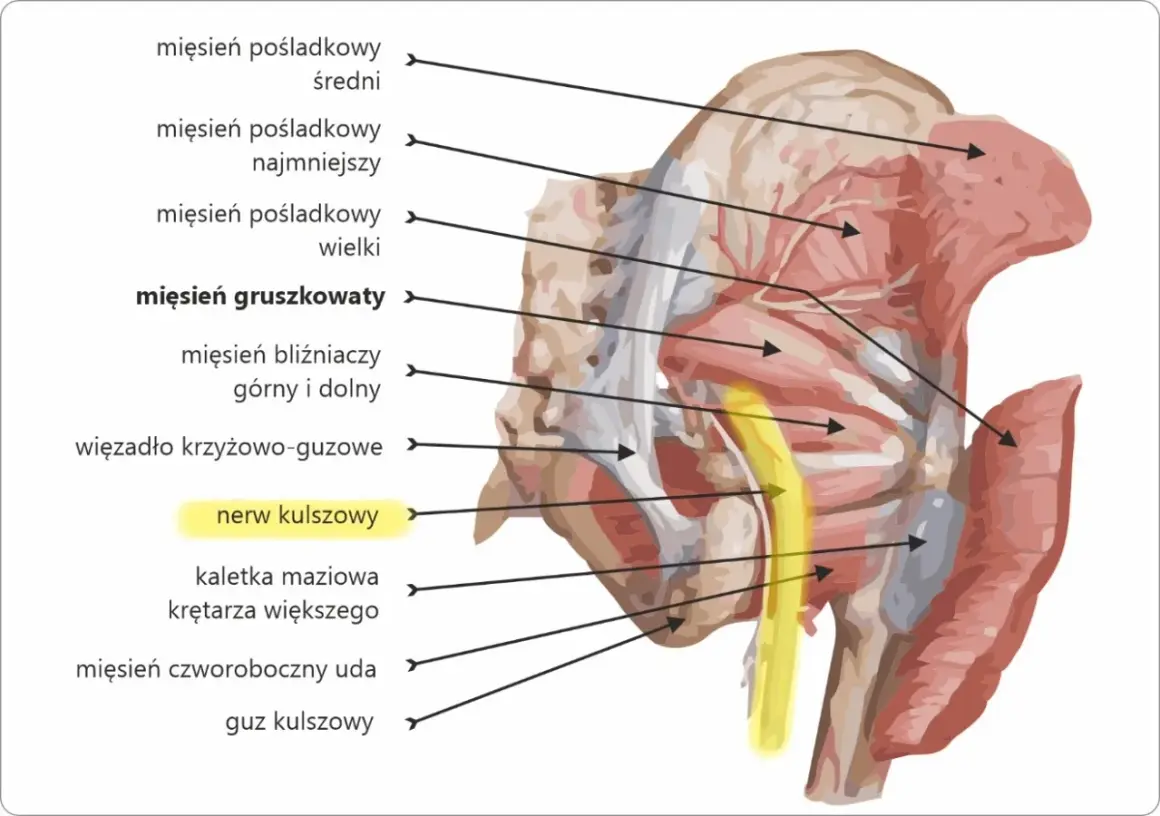 Anatomia miednicy i uda: mięsień gruszkowaty, więzadło krzyżowo-guzowe i nerw kulszowy. Widoczny też mięsień czworoboczny uda.