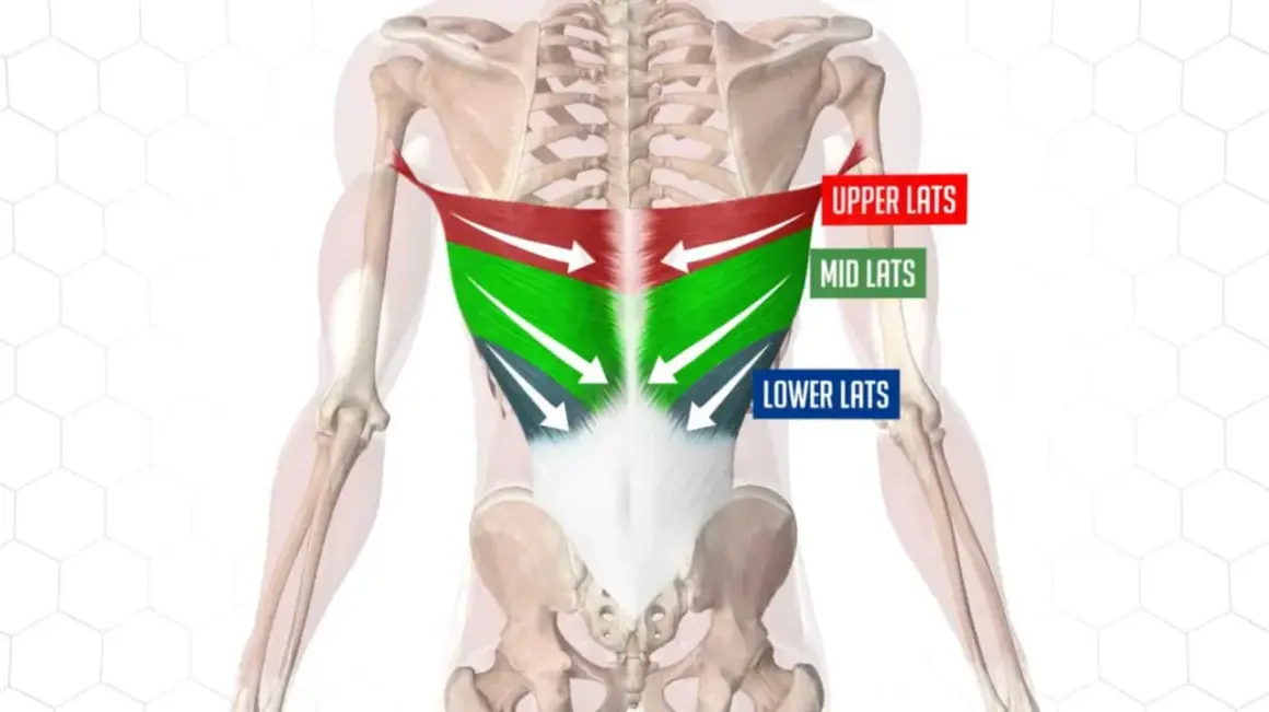 Anatomia pleców z zaznaczonymi mięśniami najszerszymi grzbietu (górne, środkowe, dolne).