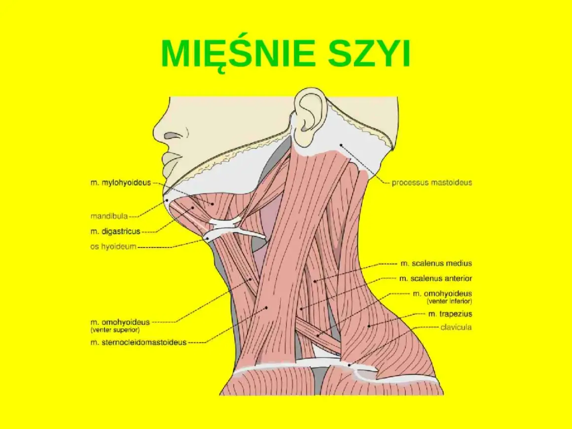 Anatomia szyi: szczegółowy rysunek mięśni karku, z zaznaczonymi m. mylohyoideus, m. digastricus, m. scalenus i m. trapezius.