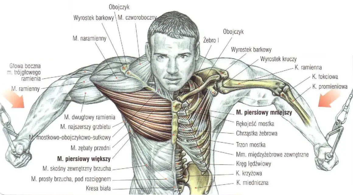 Anatomia mięśni klatki piersiowej i ramion. Widoczny mięsień piersiowy większy, mniejszy, obojczyk, żebra i kości ramienia.