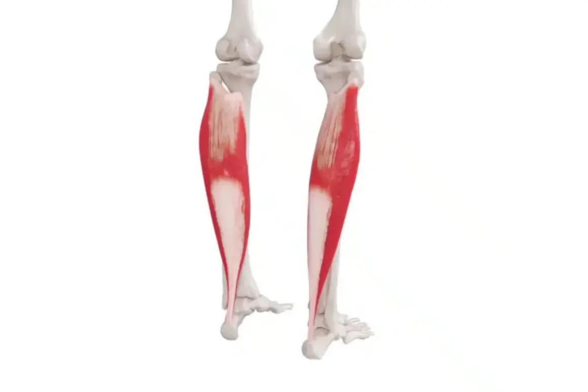 Anatomical illustration showing the mięsień trójgłowy łydki, highlighted in red, attached to the bones of the lower leg and foot.