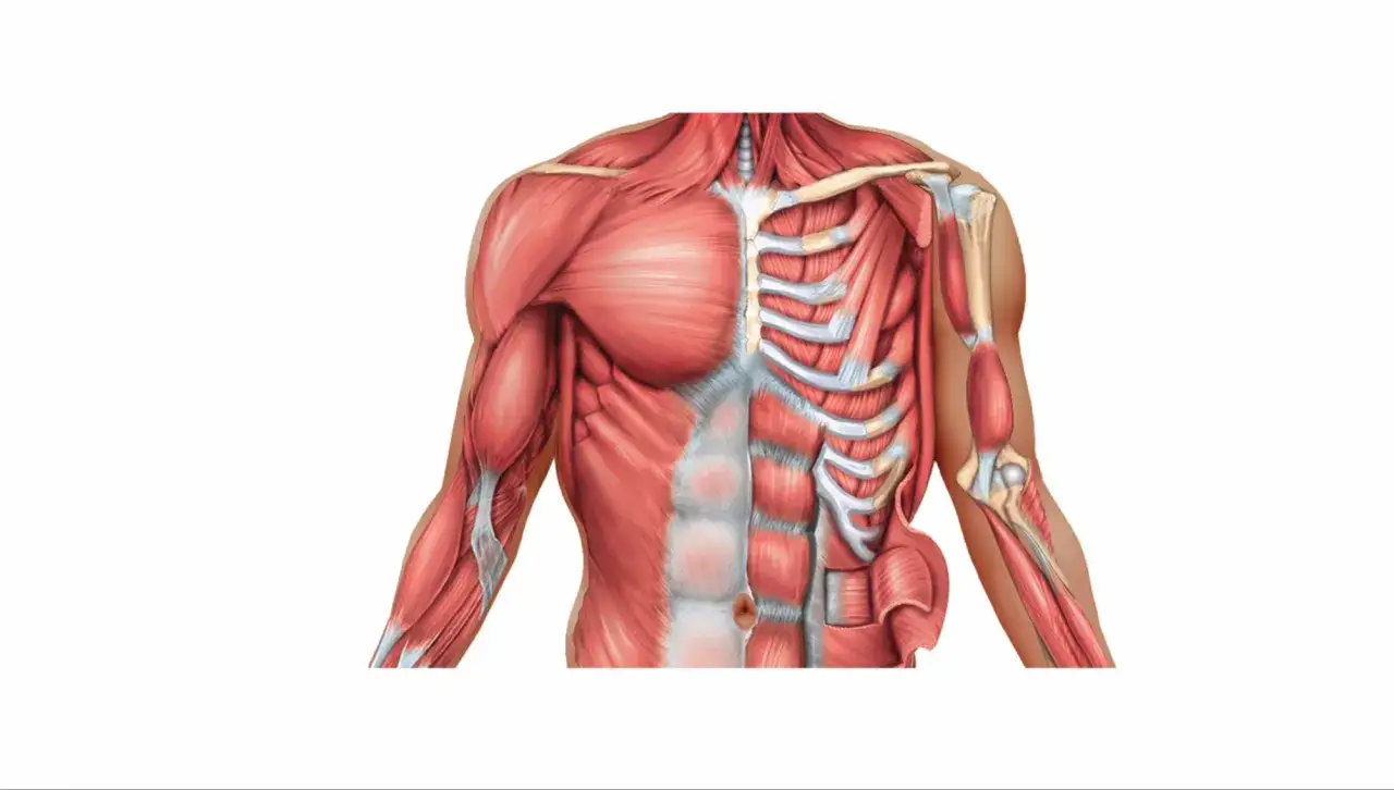 Anatomical illustration of the human torso, showing muscles of the chest, abdomen, and arms. Klatka piersiowa z żebrami i mięśniami.