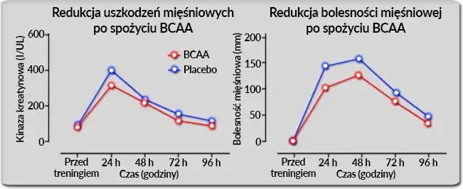 BCAA przed po treningu por&oacute;wnanie