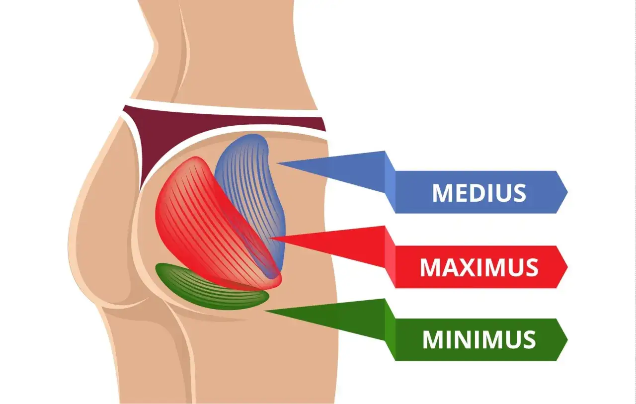Anatomia pośladka: mięsień pośladkowy wielki (czerwony), średni (niebieski) i mały (zielony).