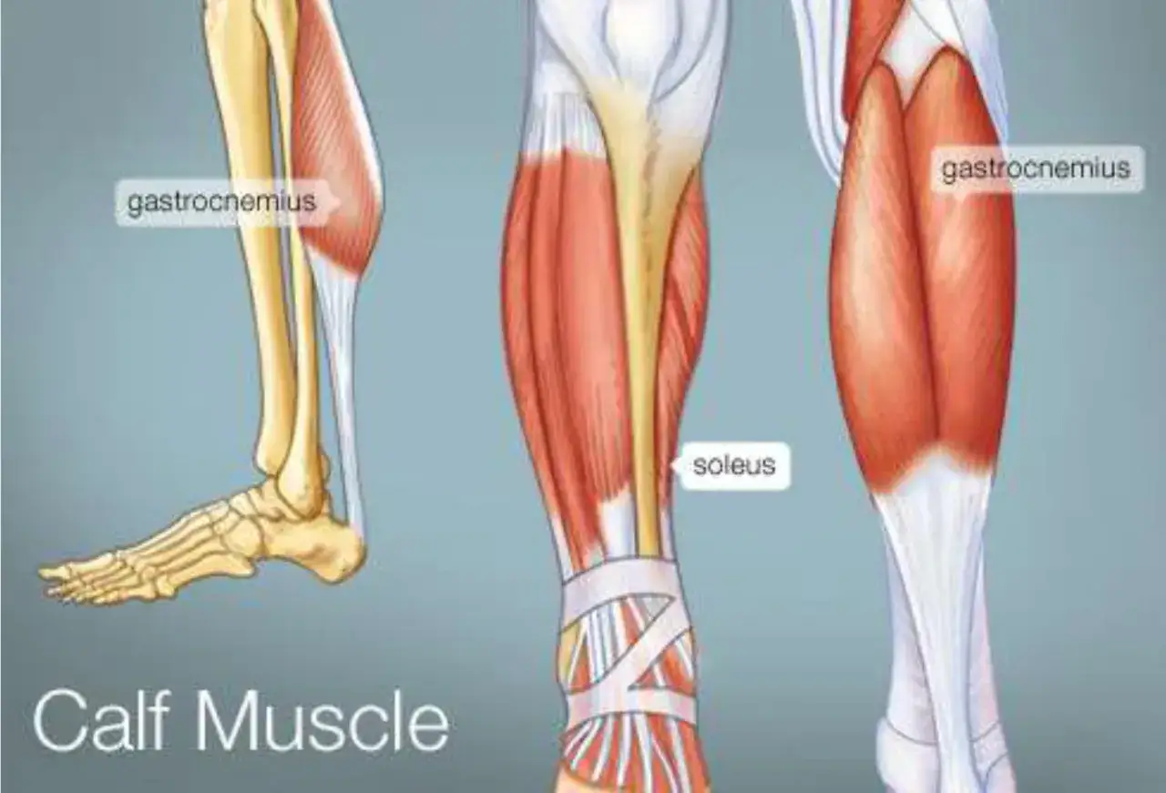 Anatomia łydki: mięsień brzuchaty łydki (gastrocnemius) i mięsień płaszczkowaty (soleus) tworzą silną grupę mięśniową.