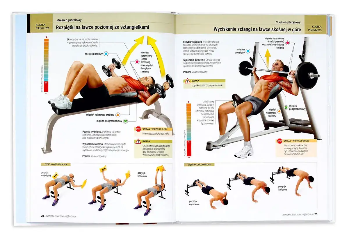 anatomia mięśni trening siłowy