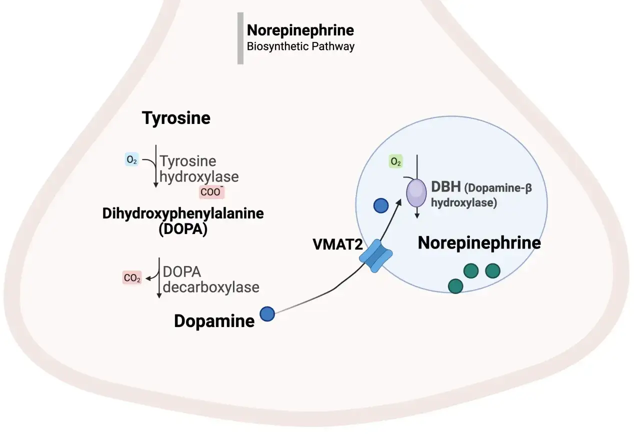 Schemat szlaku biosyntezy norepinefryny z tyrozyny. Niedobór tyrozyny może wpływać na nastrój, wiążąc się z depresją.