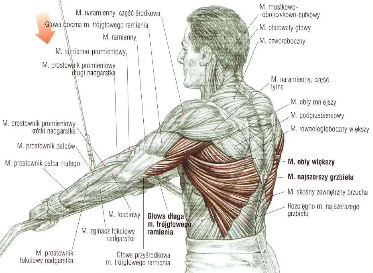 Anatomia mięśni grzbietu i ramienia, z zaznaczonym mięśniem obłym większym.