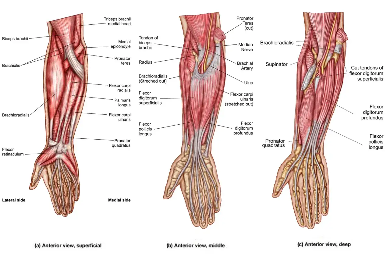 Anatomical illustration of human przedramiona, showing superficial, middle, and deep views of muscles and tendons.