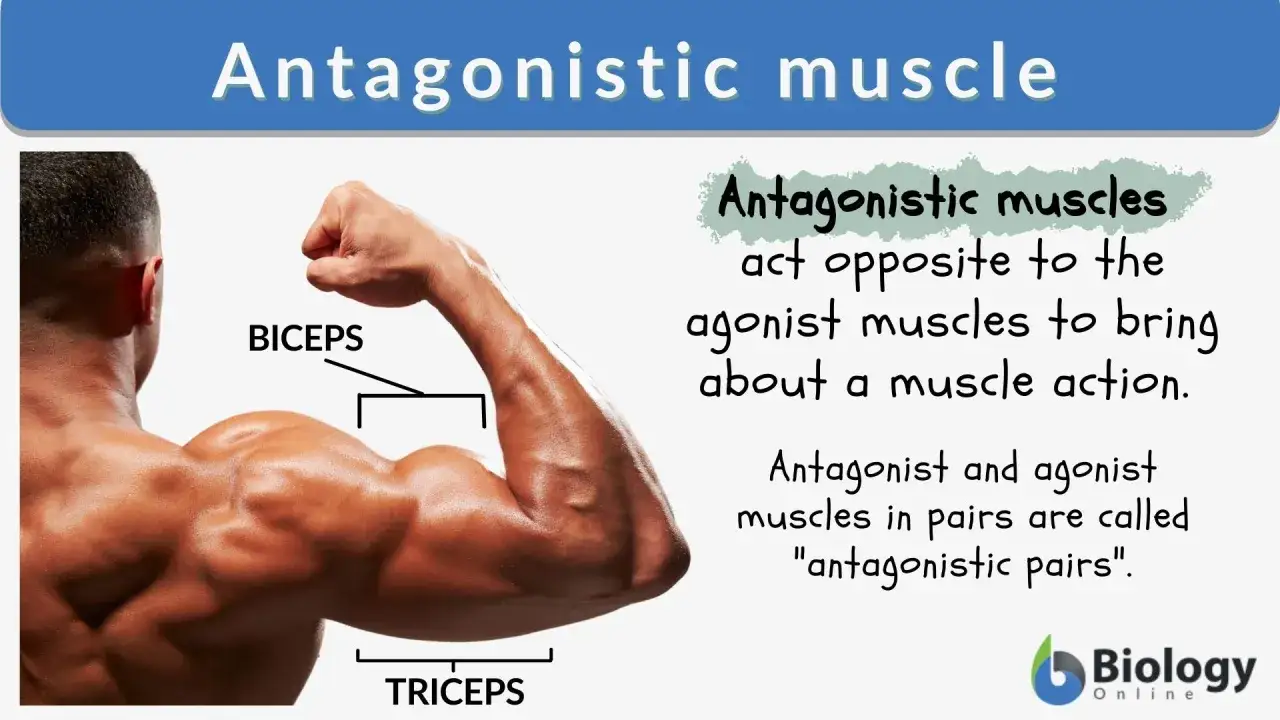 Mięśnie antagonistyczne biceps i triceps pracują naprzemiennie, by umożliwić ruch.