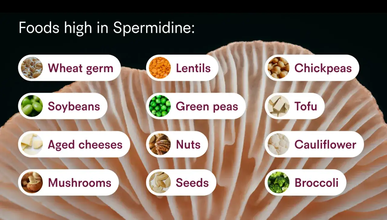 Spermidyna co to? Lista produktów bogatych w spermidynę: kiełki pszenicy, soczewica, ciecierzyca, soja, zielony groszek, tofu, dojrzewające sery, orzechy, kalafior, grzyby, nasiona, brokuły.
