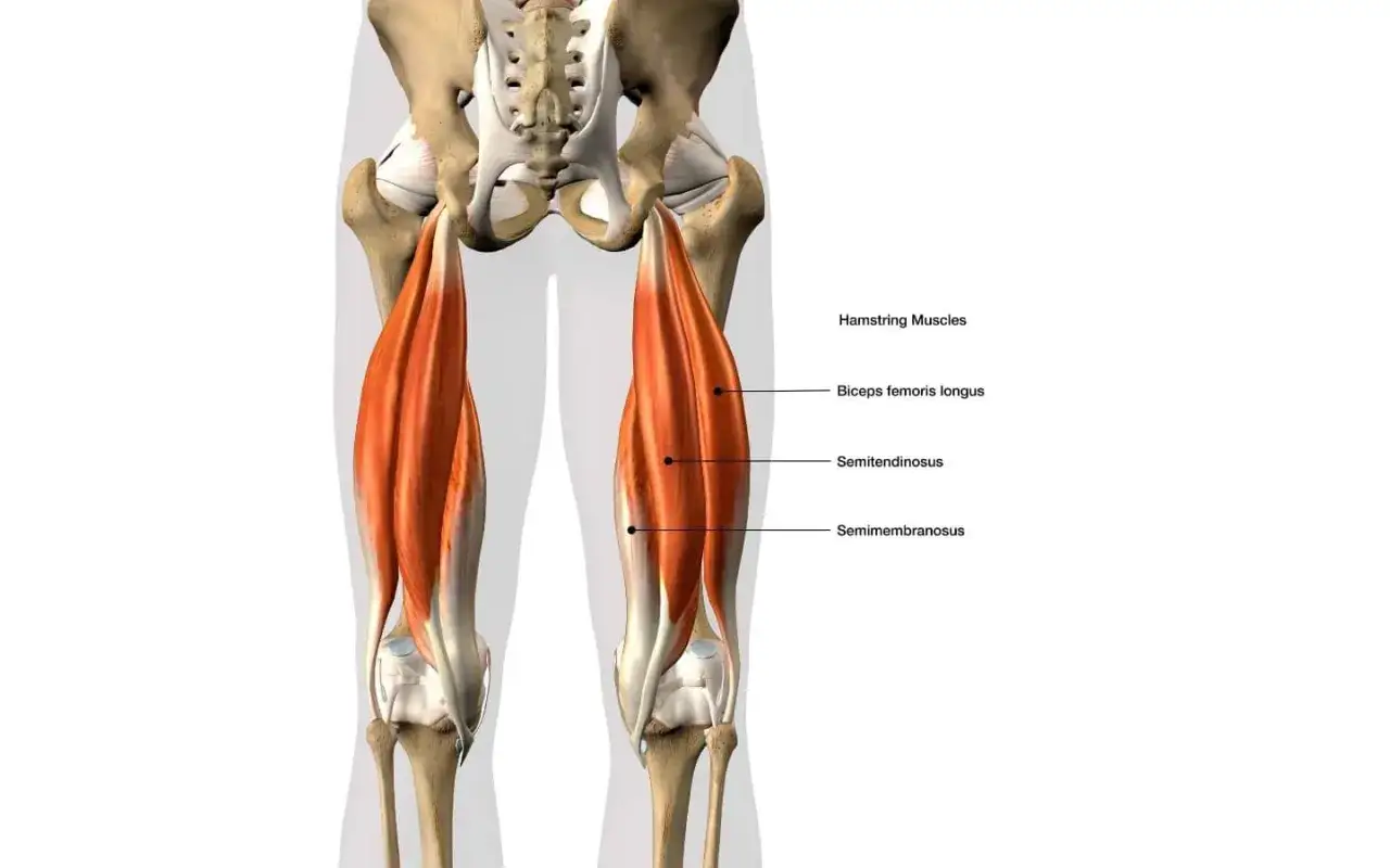 Anatomia uda: mięsień dwugłowy uda, półścięgnisty i półbłoniasty.