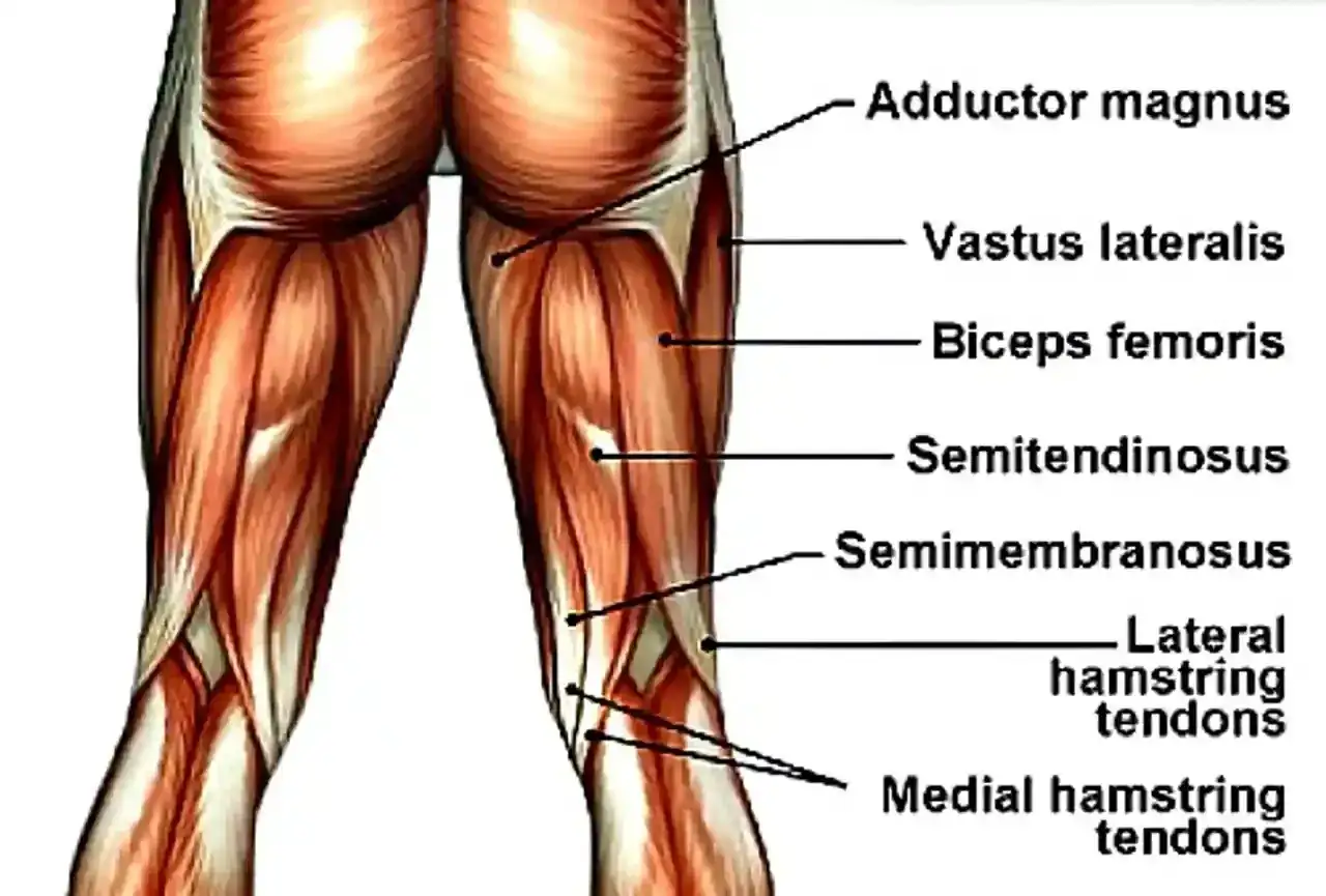 Anatomia mięśni uda: Adductor magnus, Vastus lateralis, Biceps femoris, Semitendinosus, Semimembranosus, ścięgna mięśni kulszowo-goleniowych.