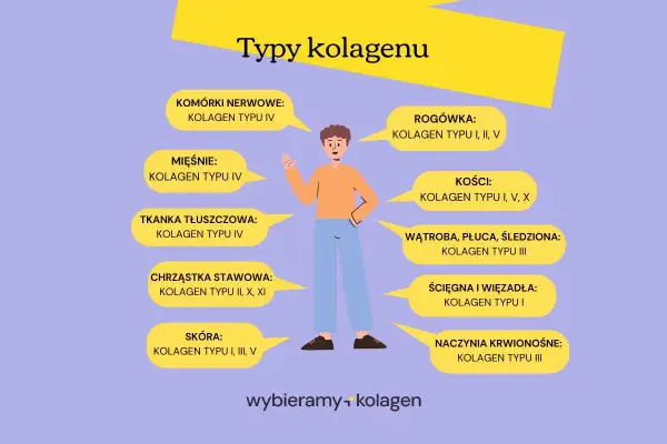 Ilustracja pokazuje, że kolagen typu 1 i 3 jest kluczowy dla skóry, ścięgien i naczyń krwionośnych.
