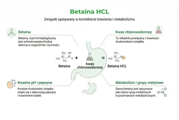 Betaina HCL, suplement wspierający trawienie. Schemat przedstawia betainę, kwas chlorowodorowy i ich połączenie.